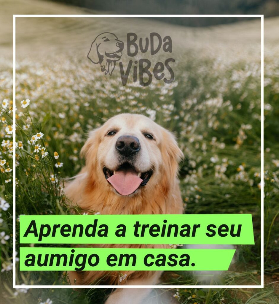 Budáltico - Como treinar seu aumigo em casa Compras Digitais Dicas de Cursos